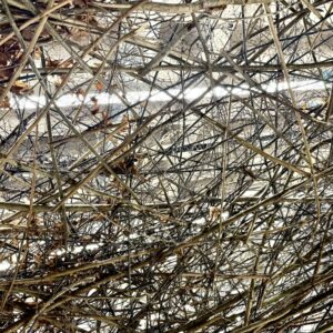 Das Nest